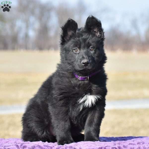 Jupiter, German Shepherd Puppy